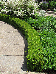 Green Velvet Boxwood (Buxus 'Green Velvet') at Make It Green Garden Centre
