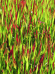 Red Baron Japanese Blood Grass (Imperata cylindrica 'Red Baron') at Make It Green Garden Centre