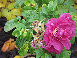 Rubra Wild Rose (Rosa rugosa 'Rubra') at Make It Green Garden Centre