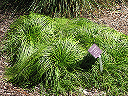 The Beatles Spring Sedge (Carex caryophyllea 'The Beatles') at Make It Green Garden Centre