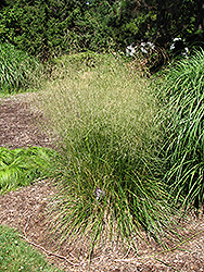 Bronzeschlier Tufted Hair Grass (Deschampsia cespitosa 'Bronzeschlier') at Make It Green Garden Centre