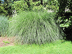 Yaku Jima Dwarf Maiden Grass (Miscanthus sinensis 'Yaku Jima') at Make It Green Garden Centre