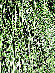 Yaku Jima Dwarf Maiden Grass (Miscanthus sinensis 'Yaku Jima') at Make It Green Garden Centre