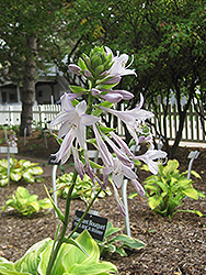 Fragrant Bouquet Hosta (Hosta 'Fragrant Bouquet') at Make It Green Garden Centre