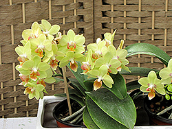 Hybrid Moth Orchid (Phalaenopsis x hybrida) at Make It Green Garden Centre