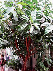 Rubber Tree (Ficus elastica) at Make It Green Garden Centre