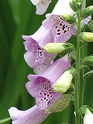 Camelot Lavender Foxglove (Digitalis purpurea 'Camelot Lavender') at Make It Green Garden Centre