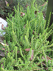 Watch Chain Crassula (Crassula muscosa) at Make It Green Garden Centre