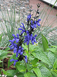 Black And Blue Anise Sage (Salvia guaranitica 'Black And Blue') at Make It Green Garden Centre