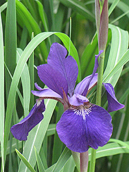 Caesar's Brother Siberian Iris (Iris sibirica 'Caesar's Brother') at Make It Green Garden Centre