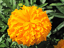 Jubilee Orange Marigold (Tagetes erecta 'Jubilee Orange') at Make It Green Garden Centre