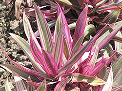 Variegated Moses In The Cradle (Tradescantia spathacea 'Variegata') at Make It Green Garden Centre