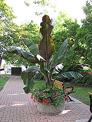 Red Banana (Ensete ventricosum 'Maurelii') at Make It Green Garden Centre