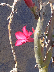 Desert Rose (Adenium obesum) at Make It Green Garden Centre
