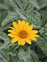 Loraine Sunshine False Sunflower (Heliopsis helianthoides 'Loraine Sunshine') at Make It Green Garden Centre