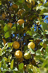 Lemon (Citrus limon) at Make It Green Garden Centre