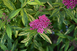 Double Play Painted Lady Spirea (Spiraea japonica 'Minspi') at Make It Green Garden Centre