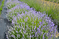 Blue Cushion Lavender (Lavandula angustifolia 'Blue Cushion') at Make It Green Garden Centre