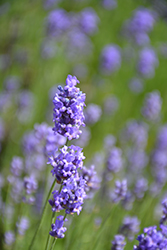 Hidcote Blue Lavender (Lavandula angustifolia 'Hidcote Blue') at Make It Green Garden Centre