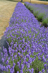 Hidcote Lavender (Lavandula angustifolia 'Hidcote') at Make It Green Garden Centre