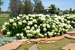 Incrediball Hydrangea (Hydrangea arborescens 'Abetwo') at Make It Green Garden Centre