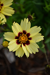 UpTick Cream and Red Tickseed (Coreopsis 'Balupteamed') at Make It Green Garden Centre