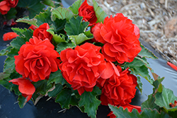Nonstop Red Begonia (Begonia 'Nonstop Red') at Make It Green Garden Centre