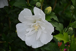White Pillar Rose of Sharon (Hibiscus syriacus 'Gandini van Aart') at Make It Green Garden Centre