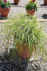 Little Miss Maiden Grass (Miscanthus sinensis 'Little Miss') at Make It Green Garden Centre