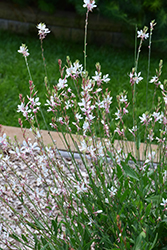 Sparkle White Gaura (Gaura lindheimeri 'Sparkle White') at Make It Green Garden Centre