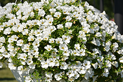 Superbells White Calibrachoa (Calibrachoa 'Balcal14141') at Make It Green Garden Centre
