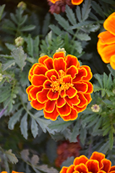 Durango Flame Marigold (Tagetes patula 'Durango Flame') at Make It Green Garden Centre