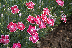 Fire And Ice Pinks (Dianthus 'Fire And Ice') at Make It Green Garden Centre