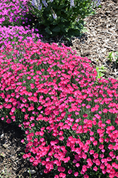 Paint The Town Magenta Pinks (Dianthus 'Paint The Town Magenta') at Make It Green Garden Centre