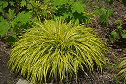Golden Variegated Hakone Grass (Hakonechloa macra 'Aureola') at Make It Green Garden Centre