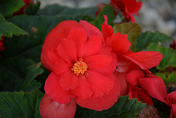 Nonstop Red Begonia (Begonia 'Nonstop Red') at Make It Green Garden Centre