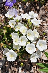 Pristar White Bellflower (Campanula carpatica 'Pristar White') at Make It Green Garden Centre