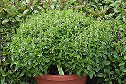 Spicy Globe Basil (Ocimum basilicum 'Spicy Globe') at Make It Green Garden Centre