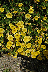 Noa Yellow Calibrachoa (Calibrachoa 'Noa Yellow') at Make It Green Garden Centre