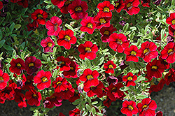 Lindura Red Calibrachoa (Calibrachoa 'Lindura Red') at Make It Green Garden Centre