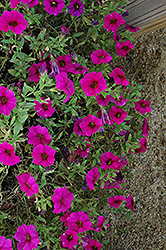 SuperCal Purple Petchoa (Petchoa 'SuperCal Purple') at Make It Green Garden Centre