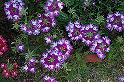 Lanai Twister Purple Verbena (Verbena 'Lanai Twister Purple') at Make It Green Garden Centre