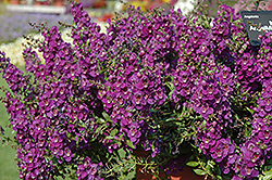 AngelMist Spreading Dark Purple Angelonia (Angelonia angustifolia 'Balangsparpi') at Make It Green Garden Centre