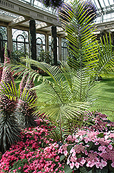 Majesty Palm (Ravenea rivularis) at Make It Green Garden Centre