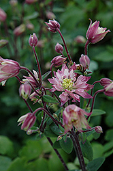 Clementine Rose Columbine (Aquilegia vulgaris 'Clementine Rose') at Make It Green Garden Centre