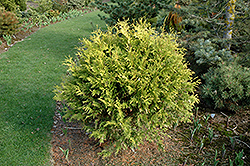 Golden Globe Arborvitae (Thuja occidentalis 'Golden Globe') at Make It Green Garden Centre