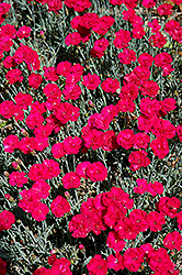 Frosty Fire Pinks (Dianthus 'Frosty Fire') at Make It Green Garden Centre