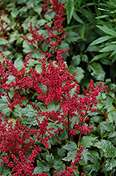 Burgundy Red Astilbe (Astilbe x arendsii 'Burgunderrot') at Make It Green Garden Centre