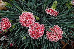 Coral Reef Pinks (Dianthus 'WP07OLDRICE') at Make It Green Garden Centre