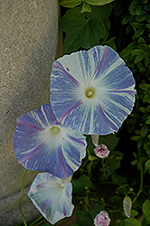 Flying Saucers Morning Glory (Ipomoea tricolor 'Flying Saucers') at Make It Green Garden Centre